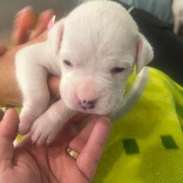 Boy 3 - Orange - White male Boxer puppy in Nashville, Tennessee from Best Friends