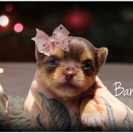 Bambi - Chocolate and tan female Yorkshire Terrier puppy in Warren, Michigan from Danielle's Yorkie Babies