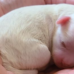 Maltipoo and Shihpoo Puppies from Cuddable Pups