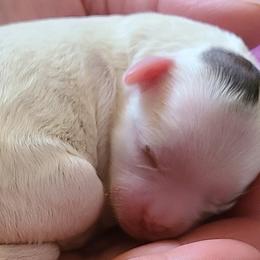 Maltipoo and Shihpoo Puppies from Cuddable Pups