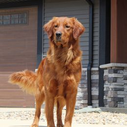 Bernese Mountain Dog and Golden Retriever All Grown Up from Langlois Goldens & Berners