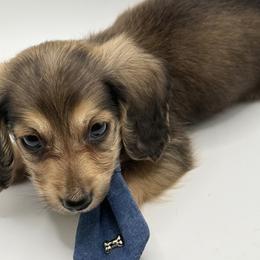 AKC  Orange - Sable male Dachshund puppy in Bartlesville, Oklahoma from OkieDokieDox