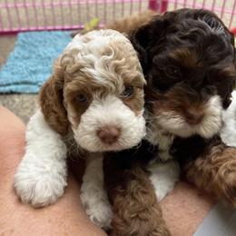 Australian Labradoodle Puppies from Sweet Home Labradoodles