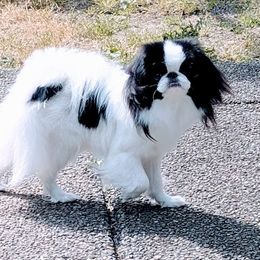 Karma - Japanese Chin