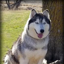 Pixie - Siberian Husky
