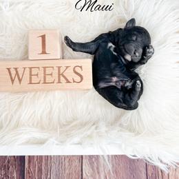 Maui - Black male Goldendoodle puppy in from Pink Poodles and Doodles