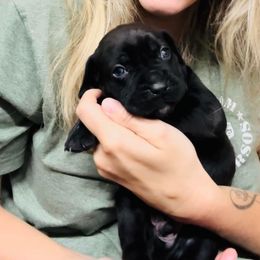 Cane Corso Puppies from Venom Cane Corsos