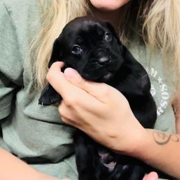 Cane Corso Puppies from Venom Cane Corsos