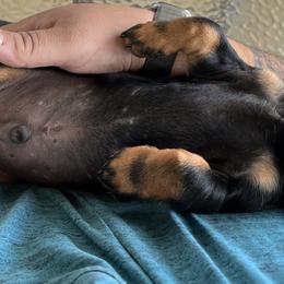 Dachshund Puppies from Witchy Woman’s Wiener’s