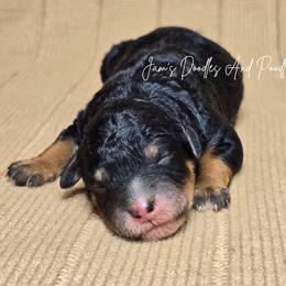 Knox - Tri-color male Bernedoodle puppy in Cleveland, Georgia from Jam's Doodles And Poodles