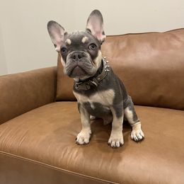French Bulldog Puppies from Prestige French Bulldogs