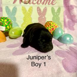 Boy 1 - Black male Labrador Retriever puppy in Wittmann, Arizona from AM Labradors