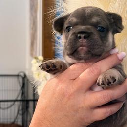 Minnie - Blue female French Bulldog puppy in Chesnee, South Carolina from Michael & Raisa