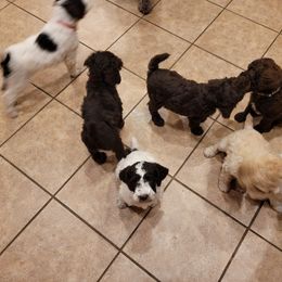 Poodle Puppies from Jazzi Oodles