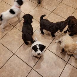 Poodle Puppies from Jazzi Oodles