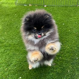 Winston - Black and tan male Pomeranian puppy in Las Vegas, Nevada from Velvet-Paws Pomeranians