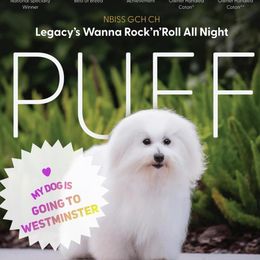 Puff - Coton de Tulear