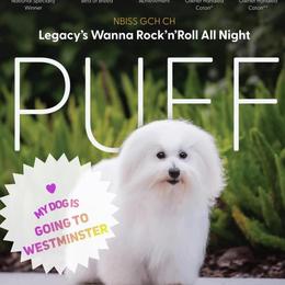 Puff - Coton de Tulear