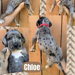 CHLOE - Merle female Great Dane puppy in Bolivar, New York from Prophecy Danes
