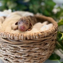 Willet - Merle female Goldendoodle puppy in Queen Creek, Arizona from Sunny Doodles