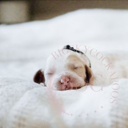 Navy Collar - Buff and white male Cockapoo puppy in Missoula, Montana from Big Sky Cockapoos