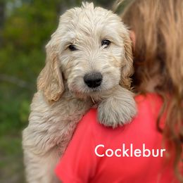 Cocklebur - Goldendoodle puppy in Lancaster, Minnesota from North Star Dog Training