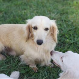 Cole - Dachshund