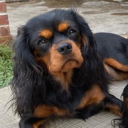 Sasha - Cavalier King Charles Spaniel