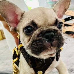 French Bulldogs from Gaby Vega