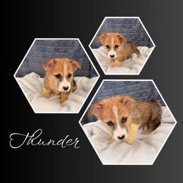 Thunder - Red male Pembroke Welsh Corgi puppy in Kiowa, Colorado from Cool Water Corgis LLC
