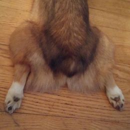 Pembroke Welsh Corgi and Whippet All Grown Up from Viktor MahHaan Kennels