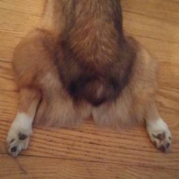 Pembroke Welsh Corgi and Whippet All Grown Up from Viktor MahHaan Kennels