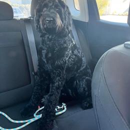 Goldendoodle All Grown Up from Coleman doodles North Texas