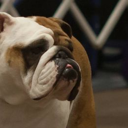 Bulldogs from Kokopelli Bulldogs