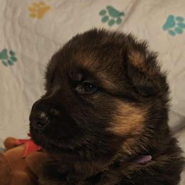 Purple male - Black and red male German Shepherd puppy in Rockfield, Kentucky from Cheveyo German Shepherds