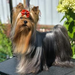 Nyshka - Yorkshire Terrier
