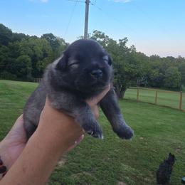 Flounder - Wolfgray and black male Keeshond puppy in Logan, Ohio from Hocking Hills Keeshonds