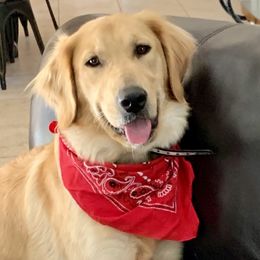 Maci - Golden Retriever