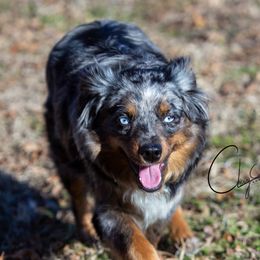 Birdie - Miniature Australian Shepherd