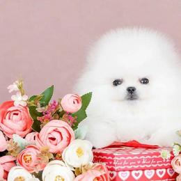 Pomeranian Puppies from Kouture Pomeranians