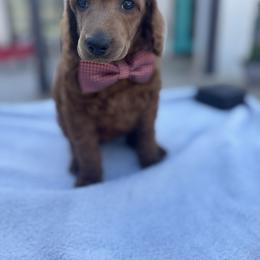 Brown collar - Red  male Poodle puppy in Riverside, California from Riverside red poodles