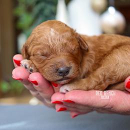 Marquee - Red  female Goldendoodle puppy in Salado, Texas from Red Ranch Dogs