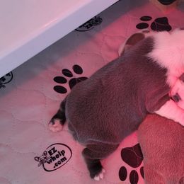 Boston Terrier Puppies from Sooner Bred Bostons