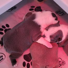 Boston Terrier Puppies from Sooner Bred Bostons