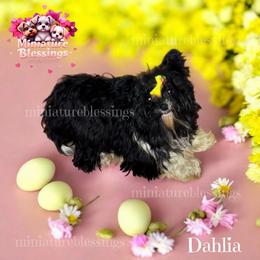 Dahlia - Biewer Terrier