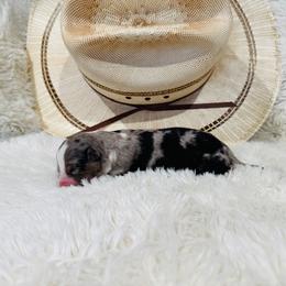 'Hera' - Blue merle female Australian Shepherd puppy in Durand, Wisconsin from Larson’s Legacy Aussome Aussie Kennels