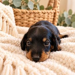 Jet- CKC Registration - Black and tan male Dachshund puppy in Stoneville, North Carolina from Yadkin Valley Dachshunds