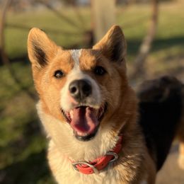 Pearl - Pembroke Welsh Corgi