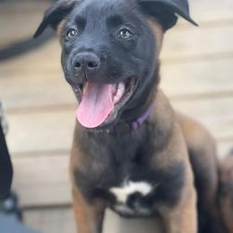 Azula - Brindle female xDutch Shepherd puppy in Chelsea, Alabama from Alliance K9