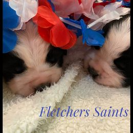 Saint Bernard Puppies from Fletchers Saints